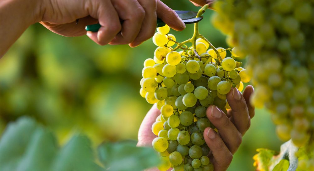 Vendanges manuelles